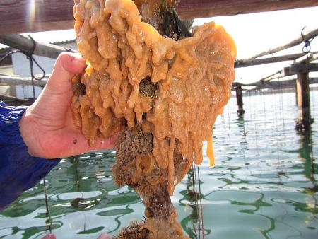 Image of Carpet Sea squirt. The scientific name, Didemnum vexillum. This image was taken by X. Tunon CEAB-CSIC. 