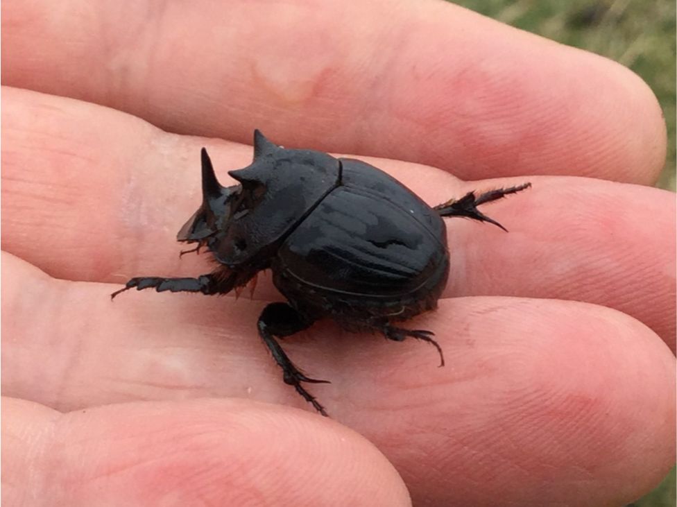 dung beetle on hand close up