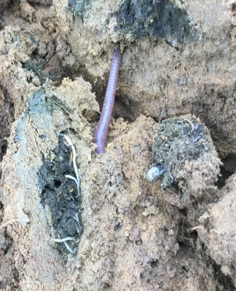 Plant roots and an earthworm travelling through the dung tunnels 