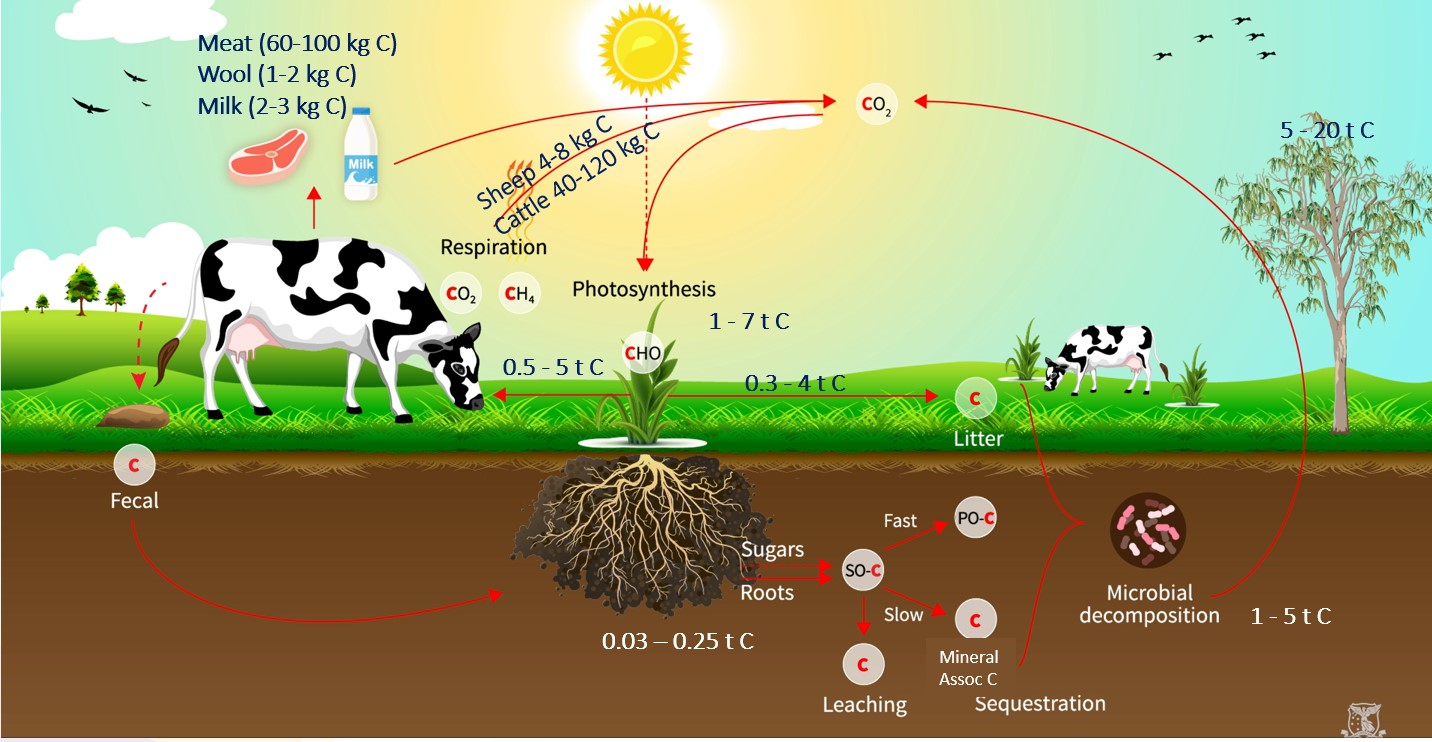 Diagram showing the carbon cycle in a livestock system in different phases