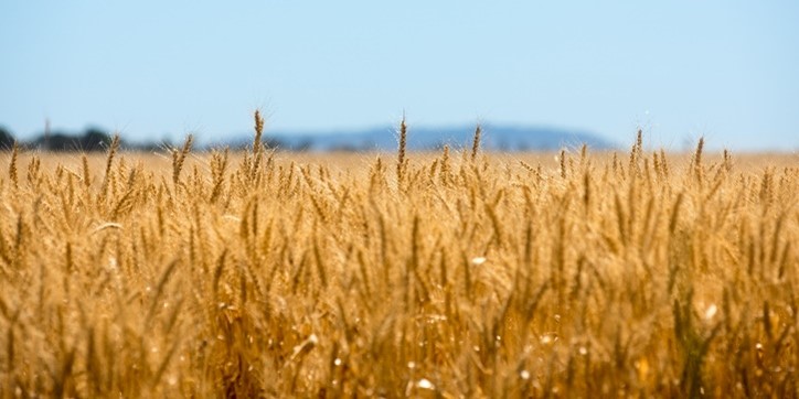 Close up image of wheat crop ready for harvest.