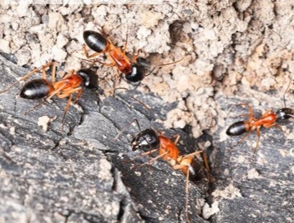 Close up image of sugar ants.
