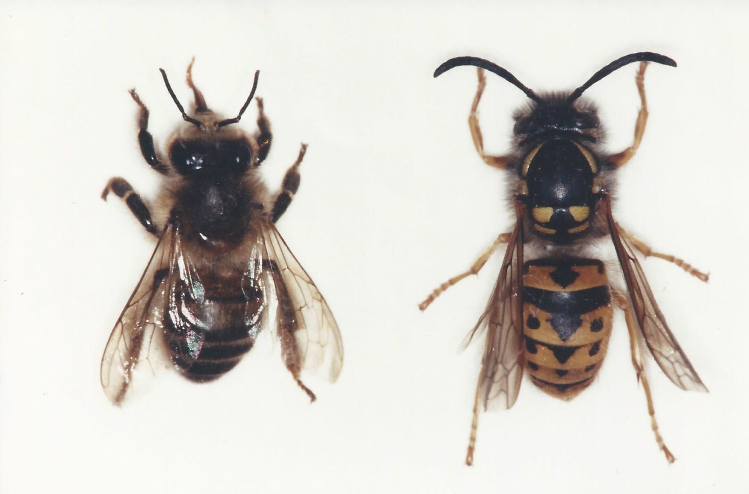 Close up photo of adult European honeybee and European wasp side by side on white background.