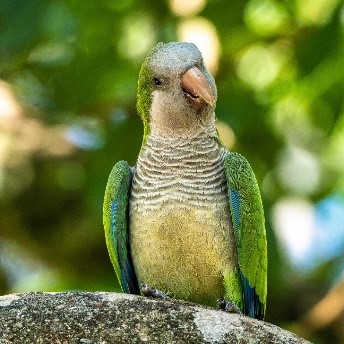 A green mont parakeet bird on a branch.