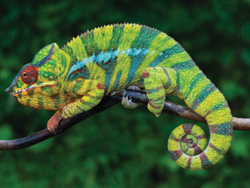 Image of a veiled chameleon