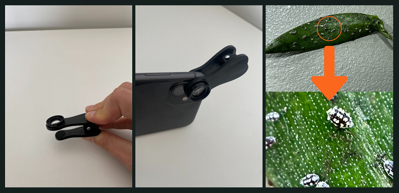 Figure 4 Alt text for images from left to right: 1. Photo of a hand holding a macrolens device that can be used as an attachment to phones and tablets to take higher resolution photos of small pests and disease symptoms 2. Photo of a macrolens attached to an iPhone to show how it should be used. 3. Photo of a whole green leaf with white spots on it taken with a phone from far away. 4. Photo of the same green leaf taken with a macrolens attached to an iPhone showing a few mealybugs up close at high magnification in clear focus.
