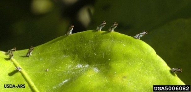 Asian citrus psyllids feeding on a citrus leaf with its body at a 45-degree angle.