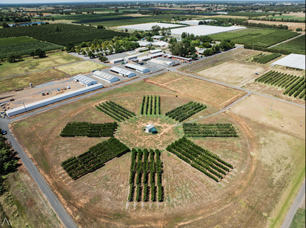 An orchard shaped approximately like a sundail, with rows of trees radiating out from a cleared centre in eight blocks.