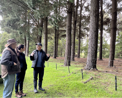 Andrew Stewart, Alison Kelly and Hugh Stewart discussing how agroforestry can be used to sequester carbon on an ongoing basis (plant-grow-harvest-replant cycle).