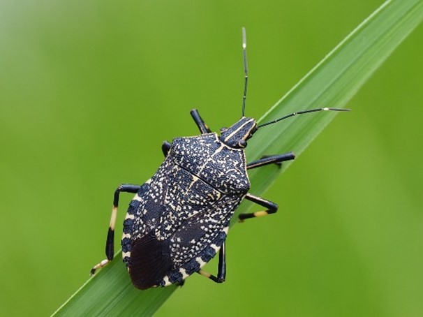 Adult yellow spotted stink bug on a leaf.