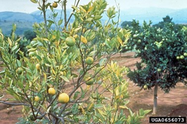 HLB-affected orange tree showing symptoms of yellowing, upright chlorotic leaves and uneven fruit ripening.