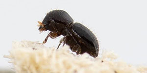 Polyphagous shot hole borer