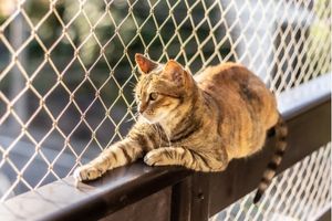 Cat lying on rail looking out through escape proof mesh