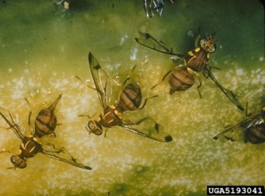 Adult melon flies on citrus fruit, with distinctive yellow and brown markings on their body