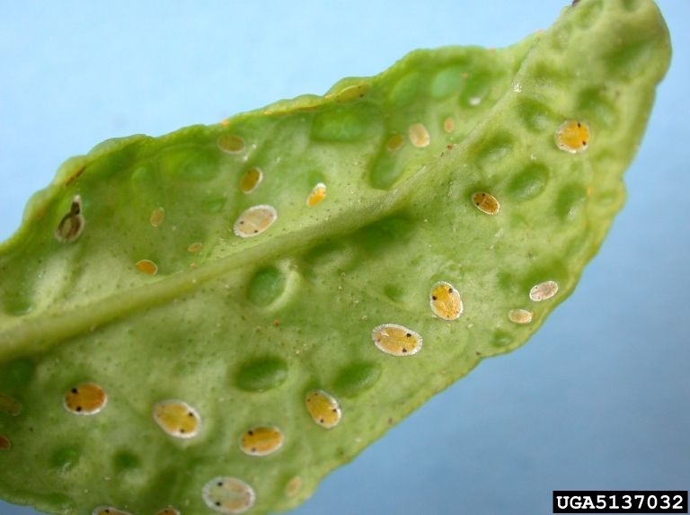 Figure 4: Asian citrus psyllid nymph on young leaves. Note the galls on the leaves produced by the feeding nymphs. Asian citrus psyllid nymph on young leaves.