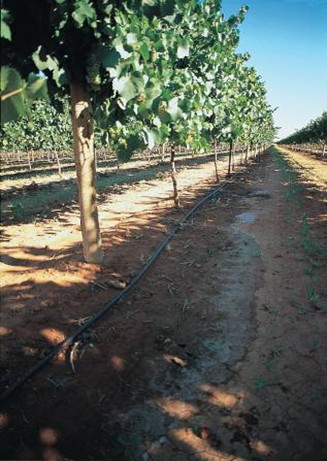 Trees in an orchard with wetted soil in channels between the rows.
