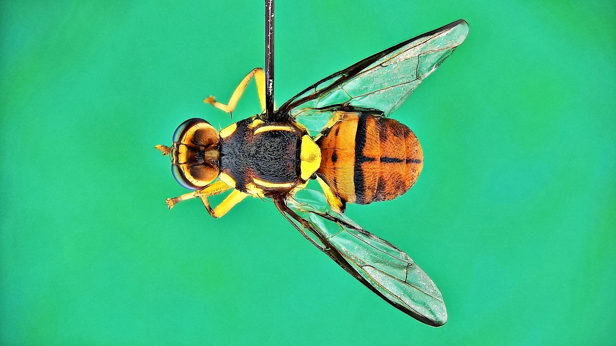 A close up an adult Oriental fruit fly on a green background.