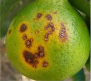 Symptoms of citrus canker on an unripe lemon