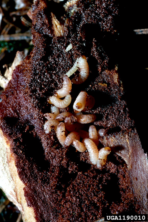 Larvae of the great spruce bark beetle feeding 