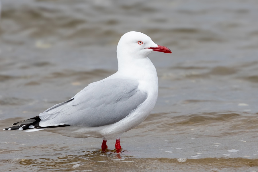 Silver gull standing in shallow water along the shoreline.