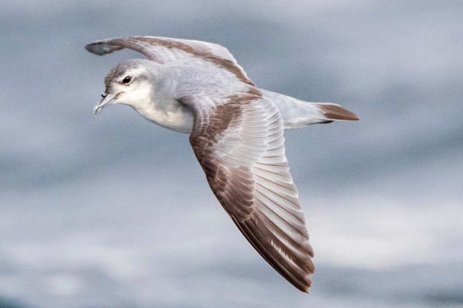 Fairy prion in flight over the ocean with wings outstretched.