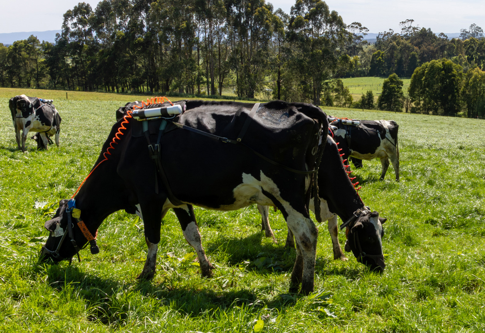 Pasture-based systems research driving herd productivity at Ellinbank SmartFarm.
