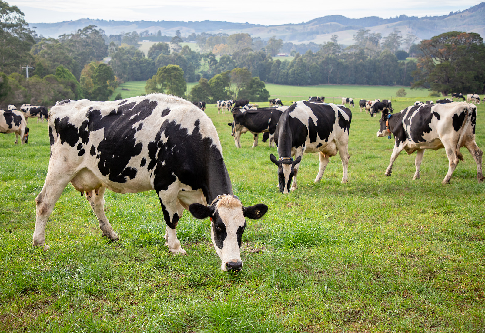 Agriculture Victoria&rsquo;s genomic research at AgriBio and Ellinbank SmartFarm supports healthier, more resilient dairy cows.