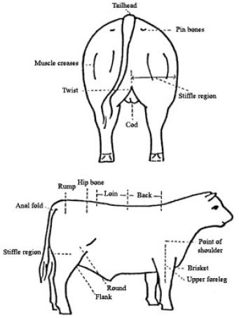 Reference points used in describing cattle