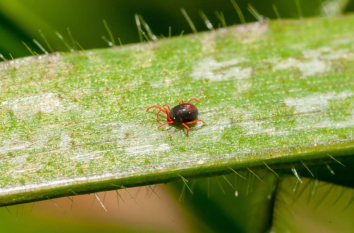 Adult blue oat mite with black body, bright red-orange legs and dark red patch on its back