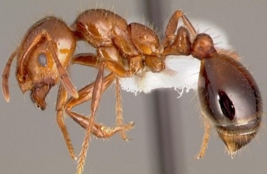 Close up photo of dead fire ant.