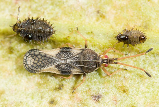 Long, flat olive lace bug adult with 2 smaller, rounded late instar nymphs