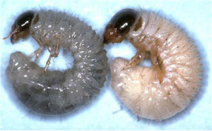 Blackheaded cockchafer larvae