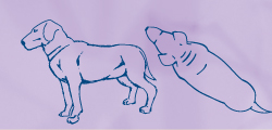Sketch of overweight dog with some rolls of fat around neck and no definition in body
