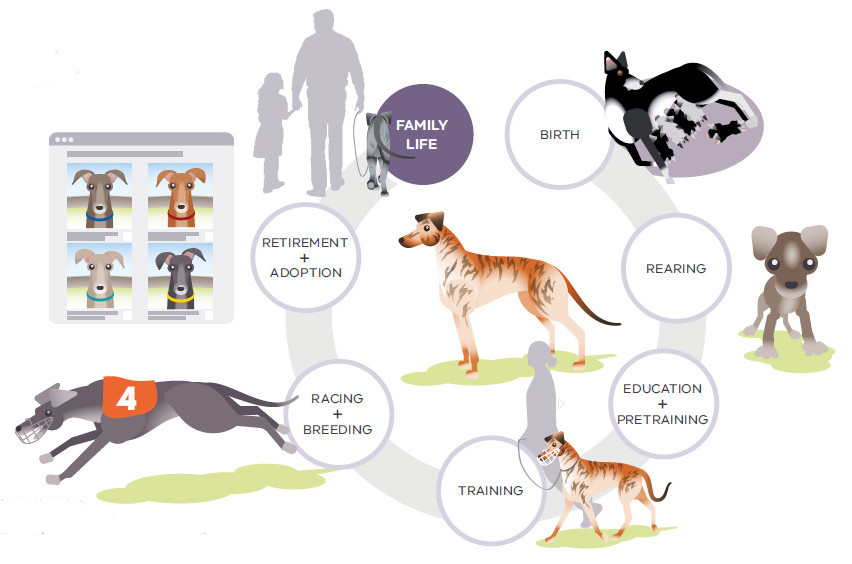 An infographic that shows the life stages of a racing greyhound from Birth, rearing, education and pre-training, training, racing and breeding to retirement and adoption, and family life