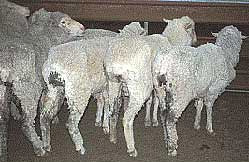 Group of very thin sheep with OJD