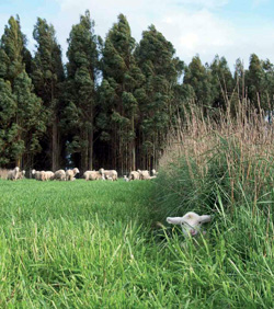 Grassy field with sheep, lamb sheltering in long grass from the wind.
