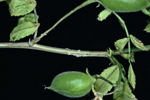 Photo of chickpea plant stem with patches of white fungal growth