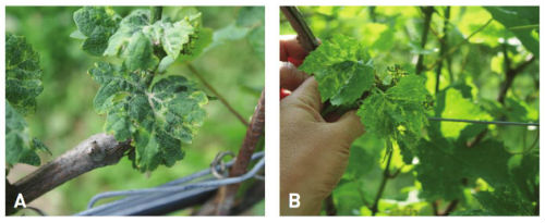 Symptoms of grapevine pinot gris virus on grapevine leaves
