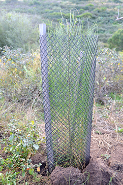 Young sapling protected by green netting