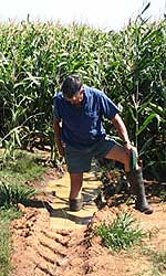 Farmer standing in a deep groove made by wheel rut with crop behind him 