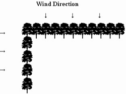 Two perpendicular shelterbelts joined at a right angle around an area so the wind is blocked from both the north and west sides