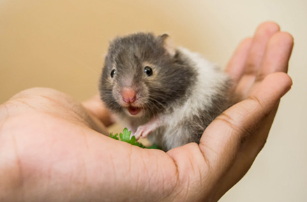 A hand holding a mouse eating leafy greens