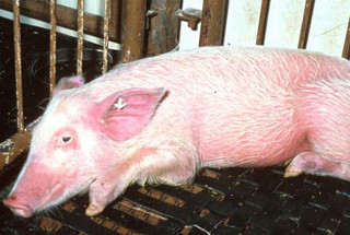 Photo of pig with symptons of ASF