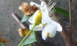 Common myrtle leaves with yellow spores growing on petals