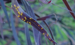 Tiny yellow spots down the length of a willow myrtle leaf
