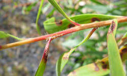 Bottlebrush stem with dark red lesions at the base of the leaves where they meet the stem