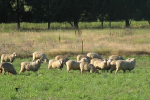 Flock of sheep feeding off lucerne