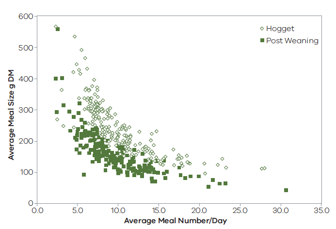 Chart plotting average meal number per day against average meal size for hogget and post-weaning.
