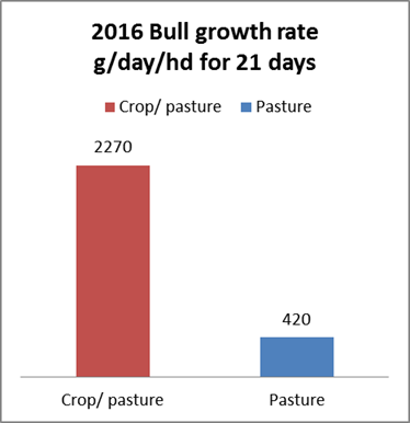 Graph showing the growth rates for 2016 bulls on crop / pasture and just pasture on 2 sites.