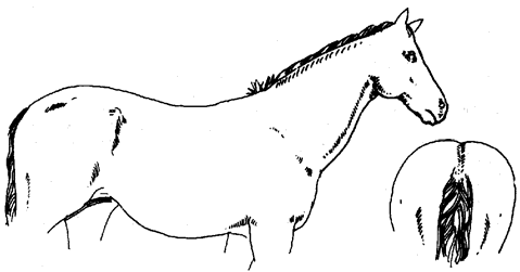 Diagram of horse in fat condition, described in text to follow